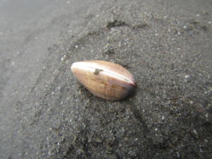 宮崎旅行　サンビーチ一ツ葉の貝